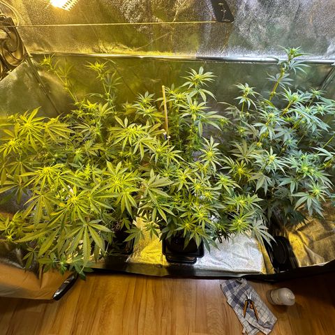 Blueberry Pancakes #1 growlog timeline photo