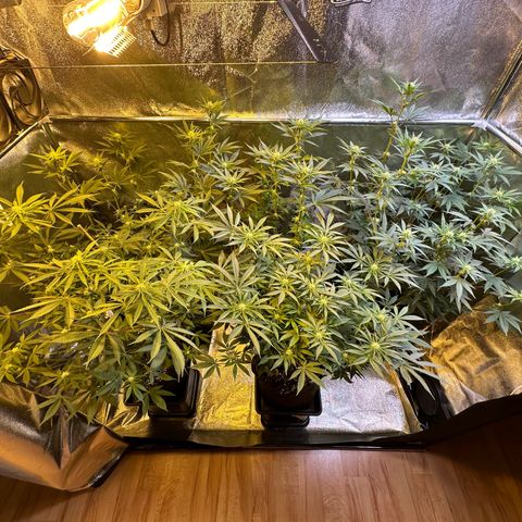 Blueberry Pancakes #1 growlog timeline photo