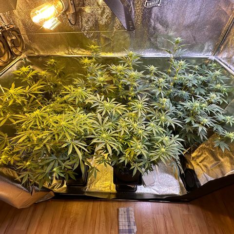 Blueberry Pancakes #1 growlog timeline photo