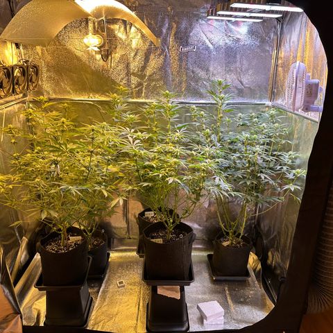 Blueberry Pancakes #1 growlog timeline photo