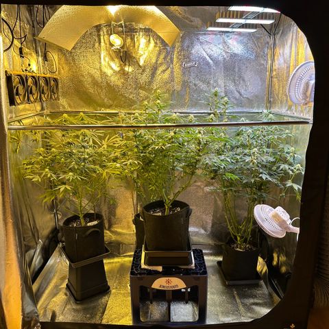 Blueberry Pancakes #1 growlog timeline photo