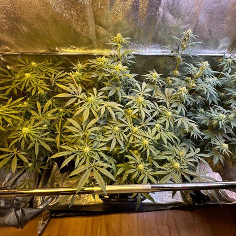 Blueberry Pancakes #1 growlog timeline photo