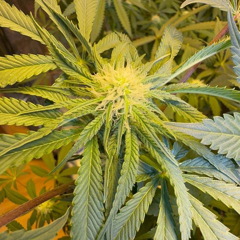 Blueberry Pancakes #1 growlog timeline photo