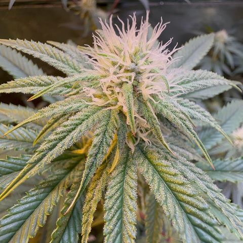 Blueberry Cupcake #1 growlog timeline photo