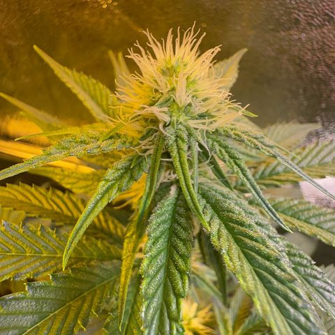 Emerald Fire O.G  growlog timeline photo