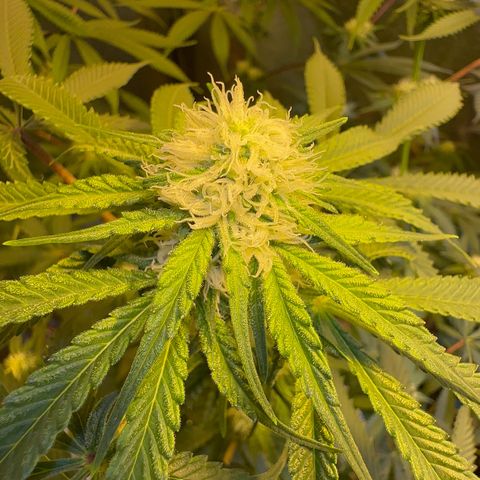 Blueberry Pancakes #2 growlog timeline photo