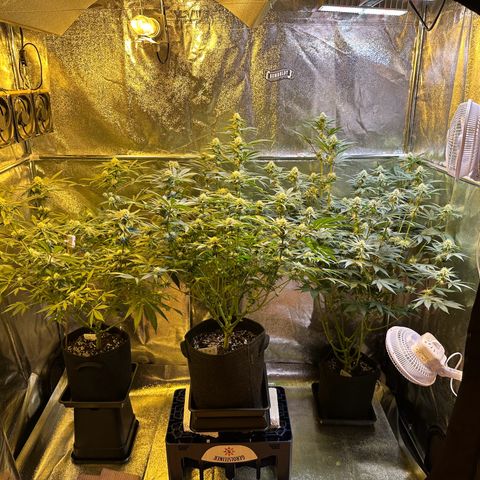 Blueberry Pancakes #1 growlog timeline photo