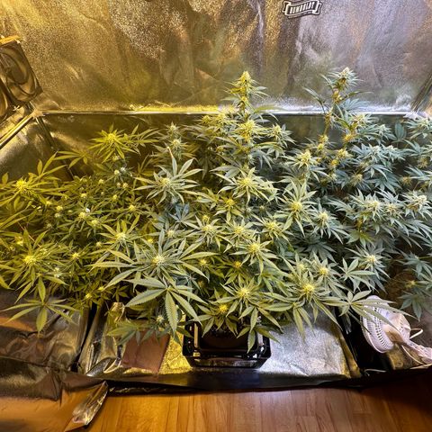 Blueberry Pancakes #1 growlog timeline photo