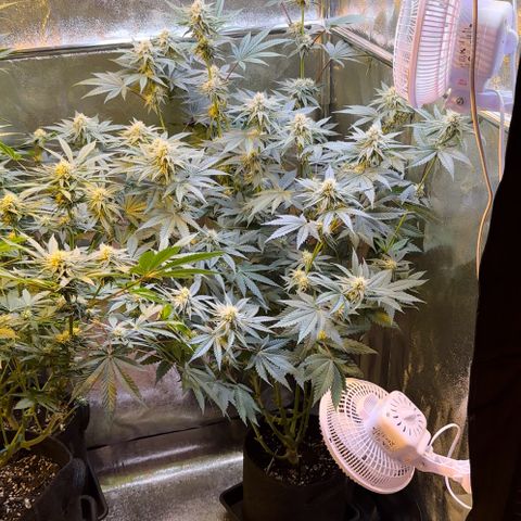 Blueberry Cupcake #1 growlog photo: What a monster. 