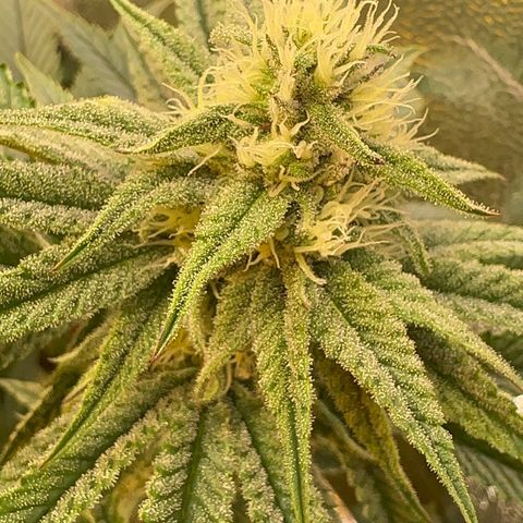 Blueberry Cupcake #1 growlog timeline photo