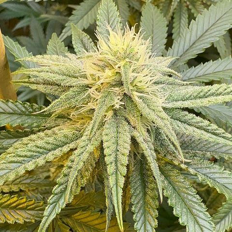 Blueberry Cupcake #1 growlog timeline photo