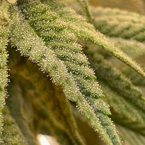 Blueberry Cupcake #1 growlog timeline photo