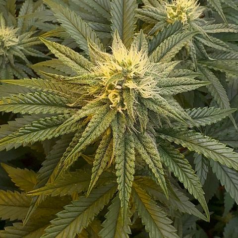 Blueberry Cupcake #1 growlog timeline photo