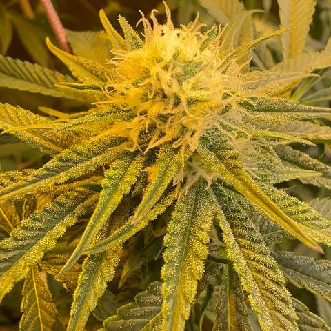 Blueberry Pancakes #1 growlog timeline photo