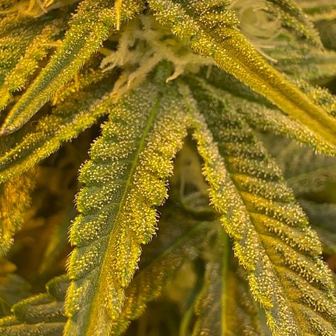 Blueberry Pancakes #1 growlog timeline photo