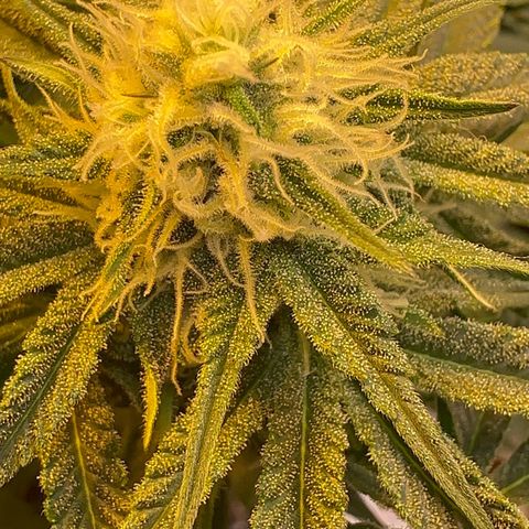 Blueberry Pancakes #1 growlog timeline photo