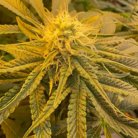 Blueberry Pancakes #1 growlog timeline photo