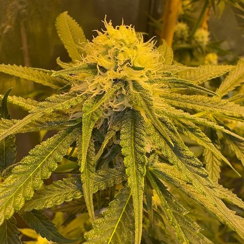 Blueberry Pancakes #2 growlog timeline photo