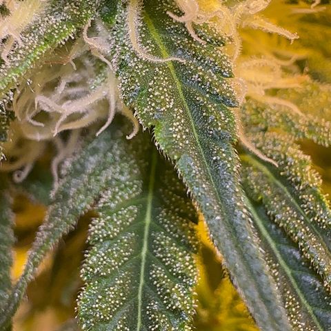 Blueberry Pancakes #2 growlog timeline photo