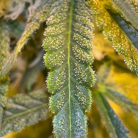 Blueberry Pancakes #2 growlog timeline photo