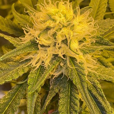 Blueberry Pancakes #2 growlog timeline photo