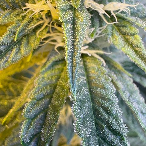 Emerald Fire O.G  growlog timeline photo