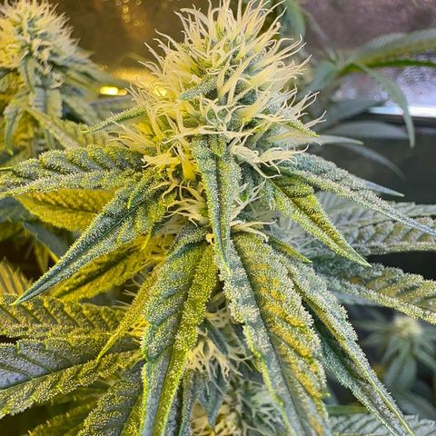 Emerald Fire O.G  growlog timeline photo