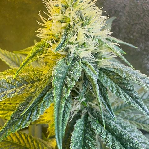 Emerald Fire O.G  growlog timeline photo