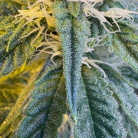 Emerald Fire O.G  growlog timeline photo