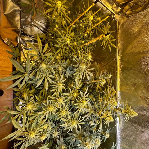 Blueberry Pancakes #1 growlog timeline photo