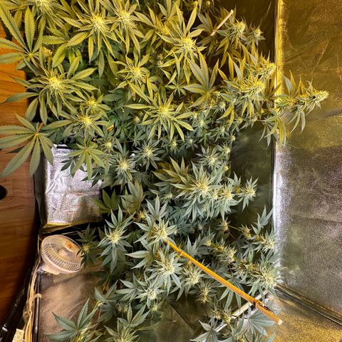 Blueberry Pancakes #1 growlog timeline photo