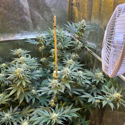 Blueberry Pancakes #1 growlog timeline photo