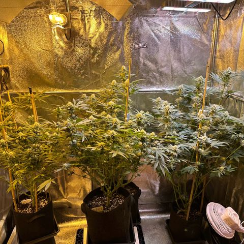 Blueberry Pancakes #1 growlog timeline photo