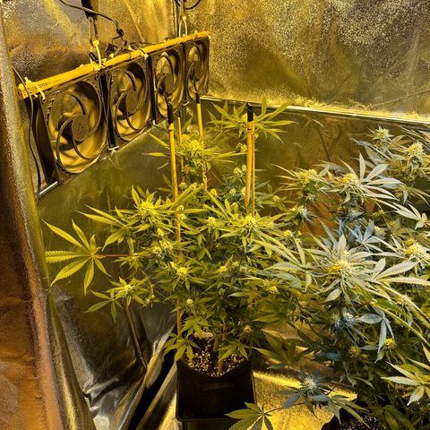 Blueberry Pancakes #1 growlog timeline photo