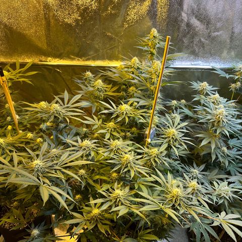Blueberry Pancakes #1 growlog timeline photo