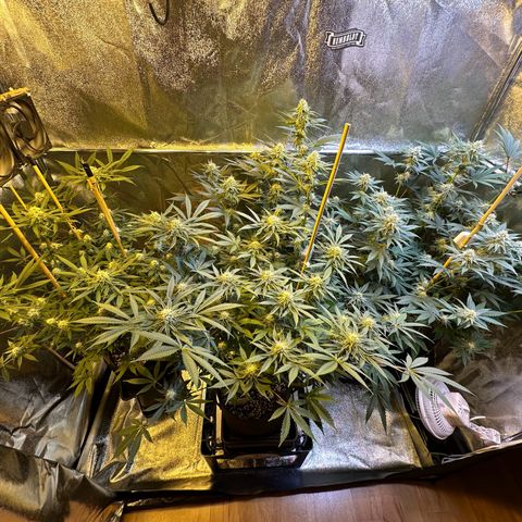 Blueberry Pancakes #1 growlog timeline photo