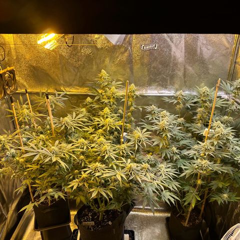 Blueberry Pancakes #1 growlog timeline photo