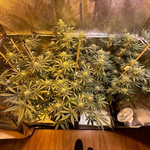 Blueberry Pancakes #1 growlog timeline photo