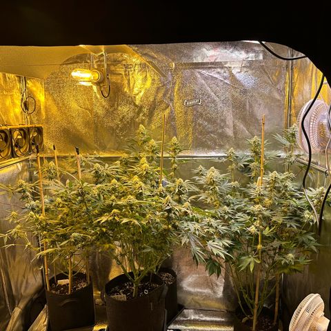 Blueberry Pancakes #1 growlog timeline photo