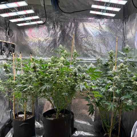 Blueberry Pancakes #1 growlog timeline photo