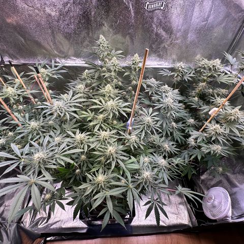 Blueberry Pancakes #1 growlog timeline photo