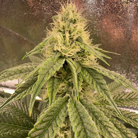 Emerald Fire O.G  growlog timeline photo