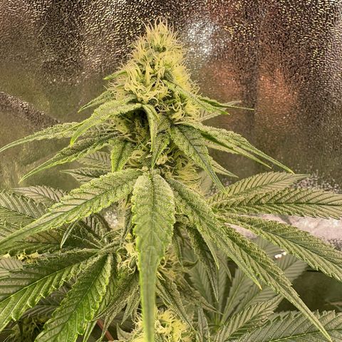 Emerald Fire O.G  growlog timeline photo
