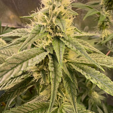 Emerald Fire O.G  growlog timeline photo