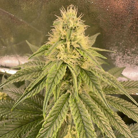 Emerald Fire O.G  growlog timeline photo