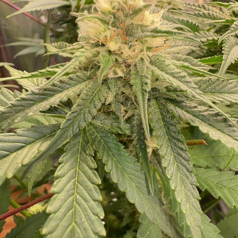 Blueberry Pancakes #1 growlog timeline photo
