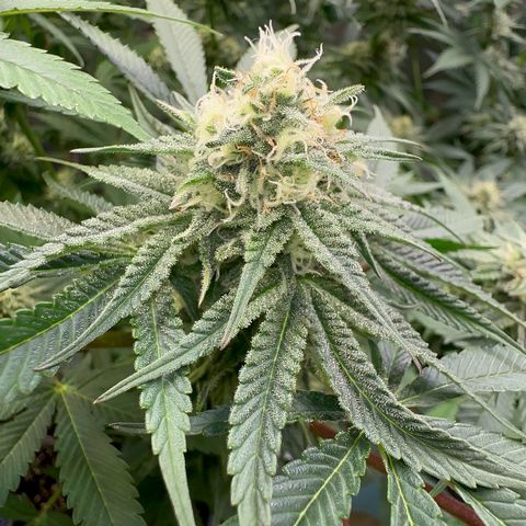 Blueberry Pancakes #1 growlog timeline photo