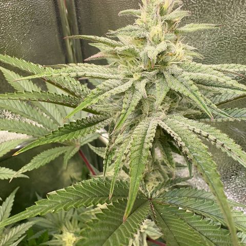 Blueberry Cupcake #1 growlog timeline photo