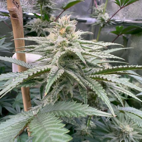 Blueberry Cupcake #1 growlog timeline photo