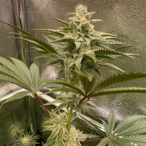 Blueberry Cupcake #1 growlog timeline photo